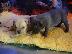 PoulaTo: Active Male And Female American PITBULL Puppies for sale